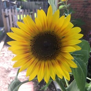 Meet your Posher, Bailey